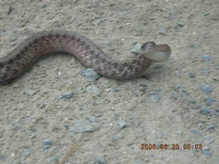 Snake in Lorimar Park