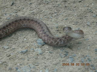 4 5us. Snake in Lorimar Park