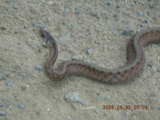 snake in Lorimar Park