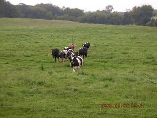 Minnesota trip - Afton run - cows