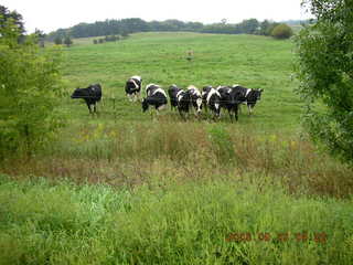 Minnesota trip - Afton run - cows