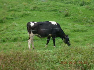 Minnesota trip - Afton run - cow