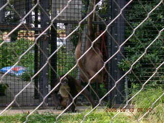 Philadelphia Zoo -- ape