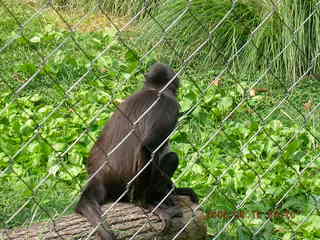 Philadelphia Zoo -- ape