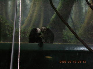 Philadelphia Zoo -- white-face lemur