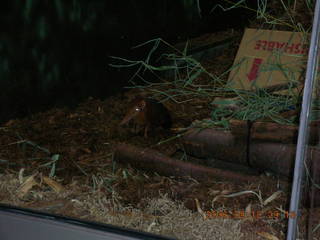 Philadelphia Zoo -- long-snout lemur