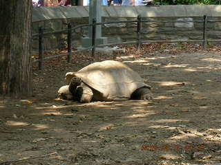 Philadelphia Zoo -- Galapagos turtle