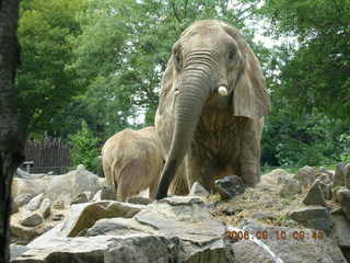 Philadelphia Zoo -- elephants