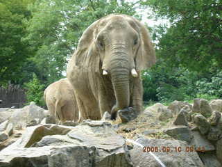 Philadelphia Zoo -- elephants