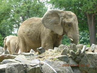 Philadelphia Zoo -- elephants