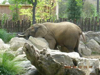 Philadelphia Zoo -- elephants