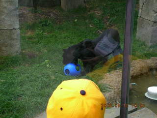 Philadelphia Zoo -- Gaby, puma