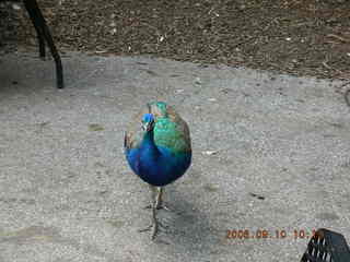 Philadelphia Zoo -- peacock