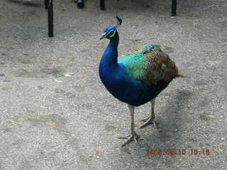 Philadelphia Zoo -- peacock