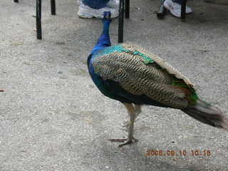 Philadelphia Zoo -- peacock