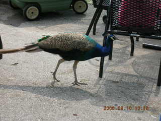 Philadelphia Zoo -- Gaby