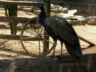 Philadelphia Zoo -- peacock