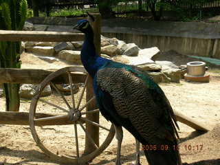 Philadelphia Zoo -- peacock