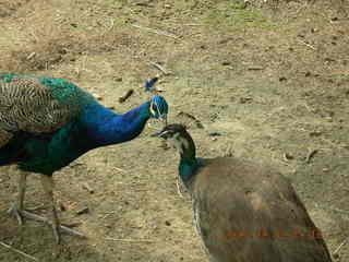 Philadelphia Zoo -- peacocks