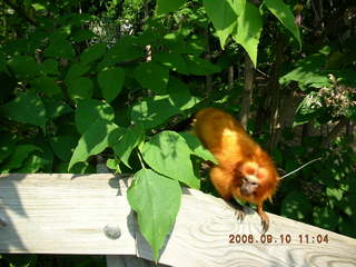 Philadelphia Zoo -- monkey