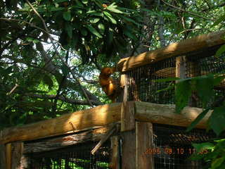 Philadelphia Zoo -- monkey