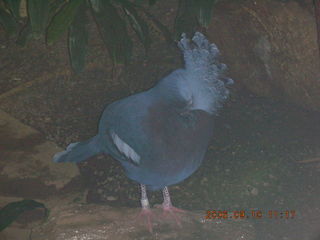 Philadelphia Zoo -- bright blue bird in dark place