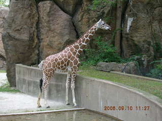 Philadelphia Zoo -- giraffe