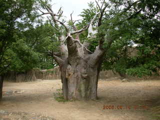 Philadelphia Zoo -- fiberglass baobab