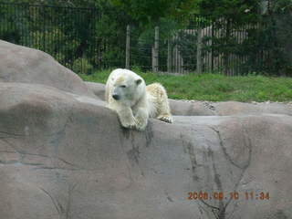 Philadelphia Zoo -- polar bear