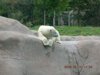 Philadelphia Zoo -- polar bear