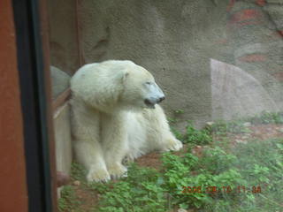 Philadelphia Zoo -- polar bear