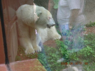 Philadelphia Zoo -- polar bear