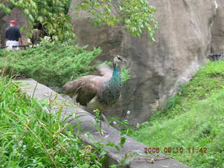 Philadelphia Zoo -- peacock