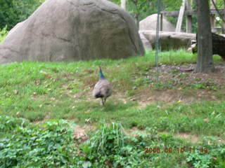 Philadelphia Zoo -- zebra