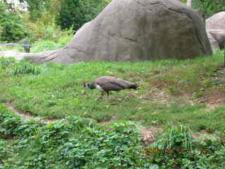 Philadelphia Zoo -- Ivan, Jennifer