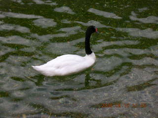 Philadelphia Zoo -- black-head swan