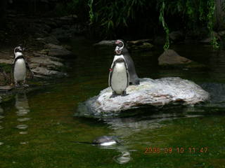 Philadelphia Zoo -- penguins