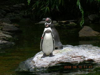 Philadelphia Zoo -- polar bear