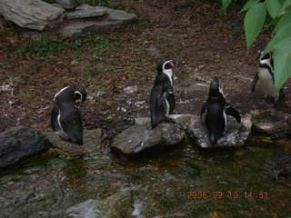 Philadelphia Zoo -- penguins