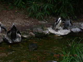 Philadelphia Zoo -- penguins