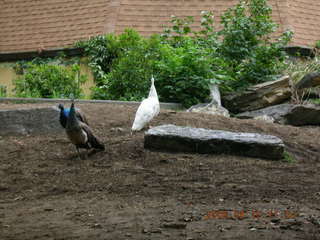 Philadelphia Zoo -- peacock