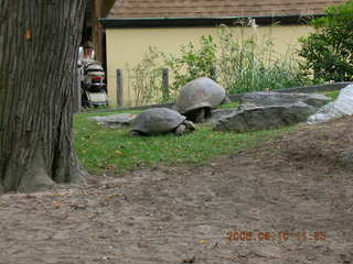 Philadelphia Zoo -- Galopagos turtles