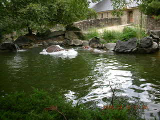 Philadelphia Zoo -- hippopotamoi