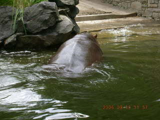 Philadelphia Zoo -- hippopotamus