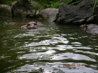 Philadelphia Zoo -- penguins