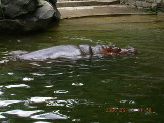 Philadelphia Zoo -- hippopotamus