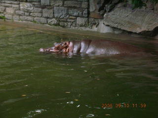 Philadelphia Zoo -- penguins