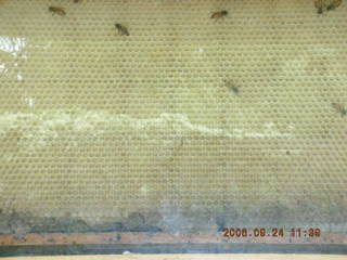 Morris Arboretum -- bees in apiary