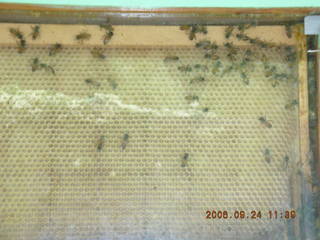 CHS XC -- Mike Berry picture (washed out)