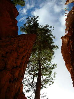 Bryce Canyon tall tree in narrow canyon -- Navajo loop